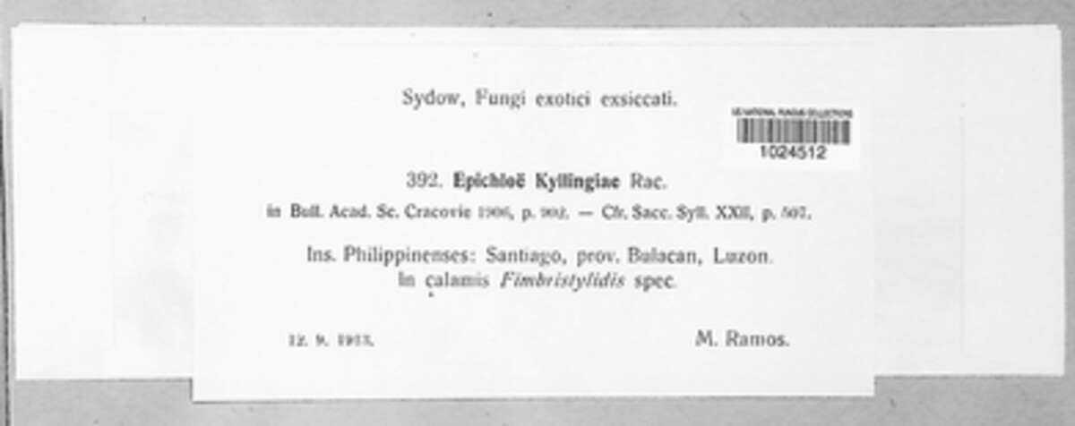 Epichloë kyllingiae image